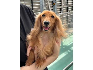 生徒が撮影したモデル犬♪ 